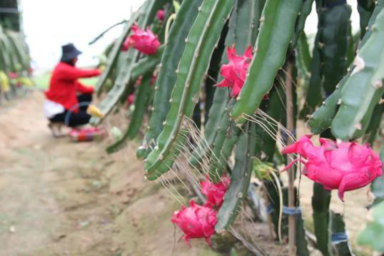 采摘火龙果的游客纷至沓来,新河镇五里铺村的火龙果温室大棚里,欢声笑