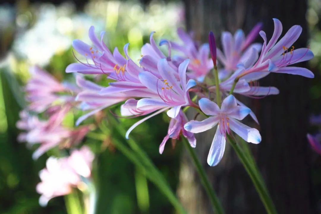 石蒜花开,爱在彼岸
