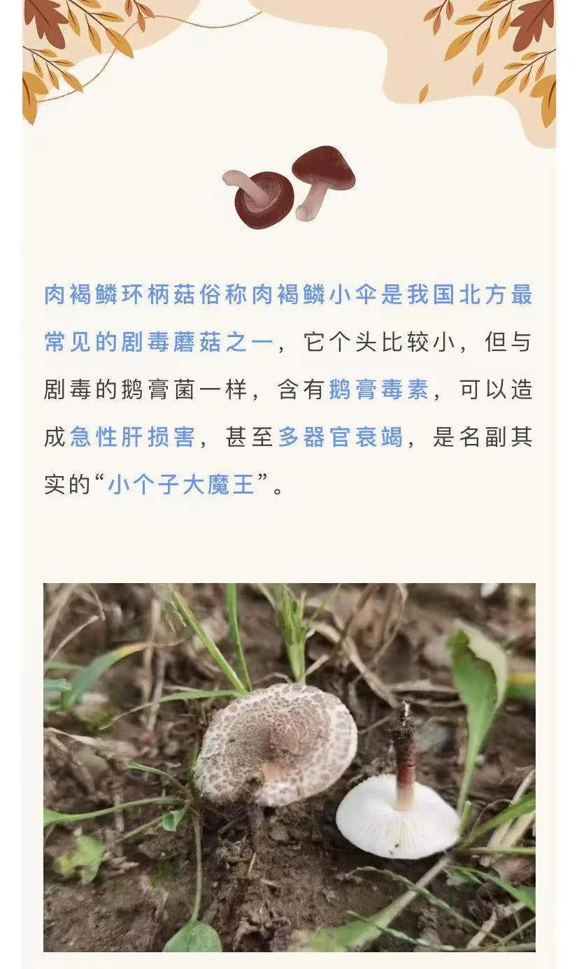 北方的这种毒蘑菇,您一定得预防!"小个子大魔王"