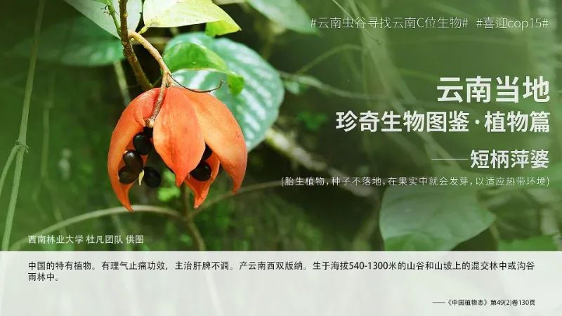 cop15来自西双版纳神奇植物云南虫谷中的c位植物之美