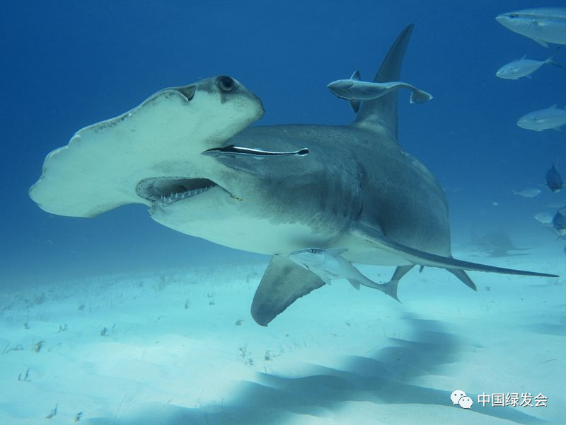 37%的鲨鱼和鳐鱼物种面临灭绝丨iucn wcc