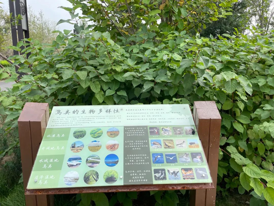 鸟类的生物多样性展示牌除此之外,五福堂公园还设计了近自然的生态