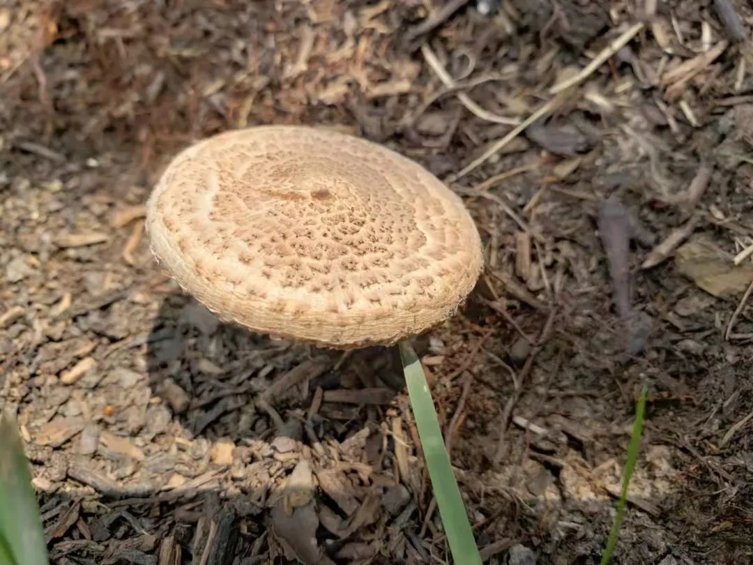 上海辰山植物园双胞蘑菇 由于大青褶伞幼年时期和市场上售卖的食用菌