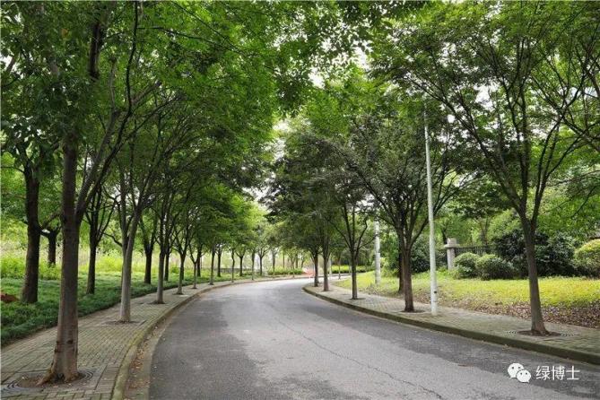 考考你,咱上海的行道树为什么选择这些品种?