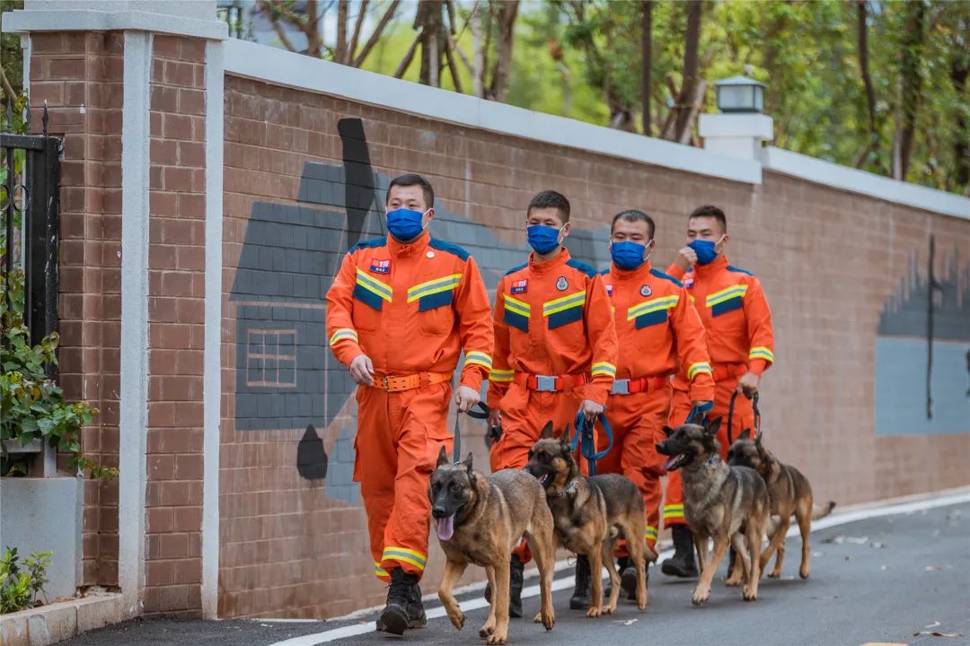 神犬出击!全国消防搜救犬技能大赛来啦!