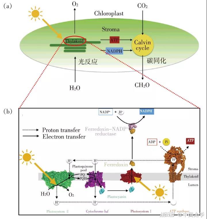 而暗反应发生在叶绿体基质上;(b)光合电子和质子传递链:从水到nadp