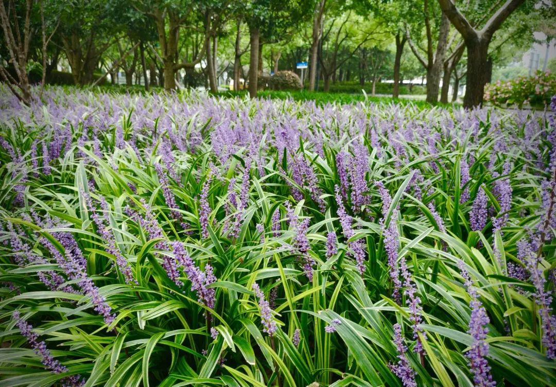 夏日探花 | 徐汇这些公园绿地里兰花三七盛开,紫色花田邀你漫步