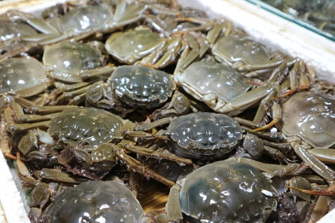 阳澄湖大闸蟹已上市今年的价格