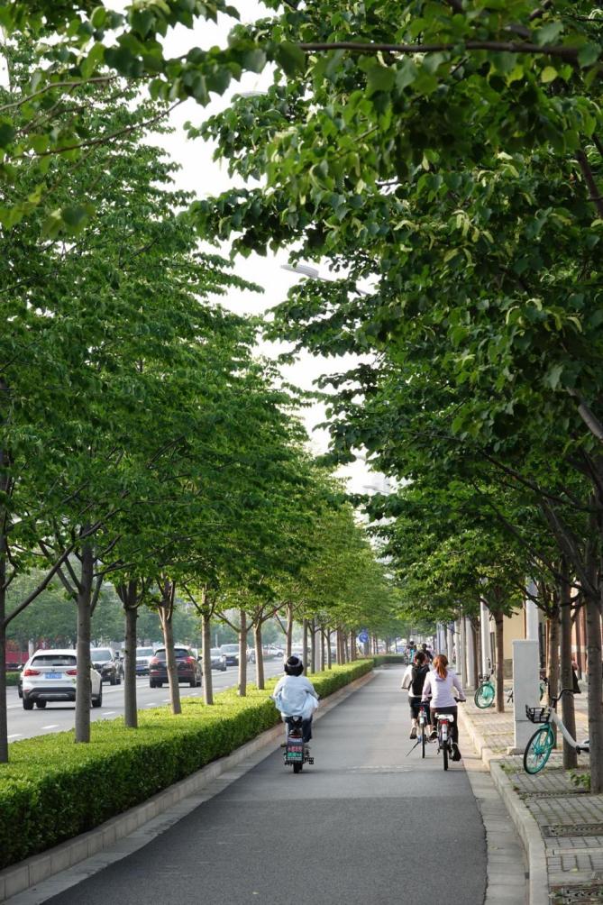 申城的行道树有哪些为什么会选择这些品种
