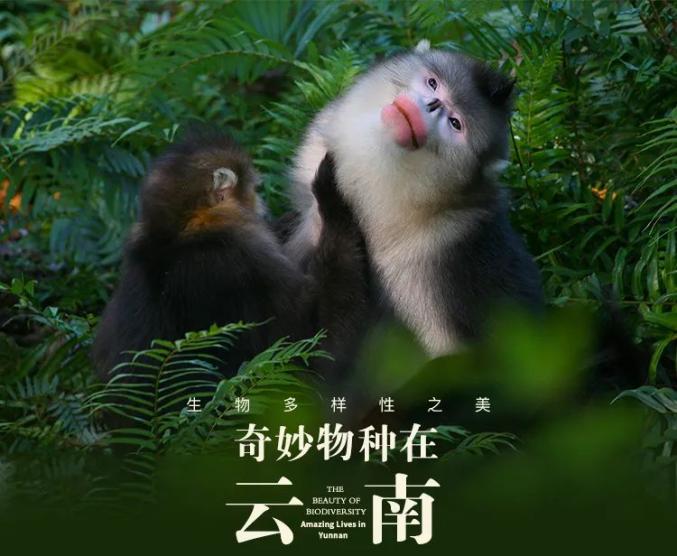生物多样性之美奇妙物种在云南一部画册里的生物多样与世界大同