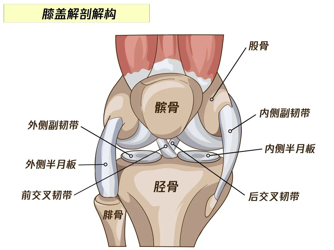 膝关节,由1层滑膜,2个半月板,3块骨头,4根韧带构成,几乎被公认是人体