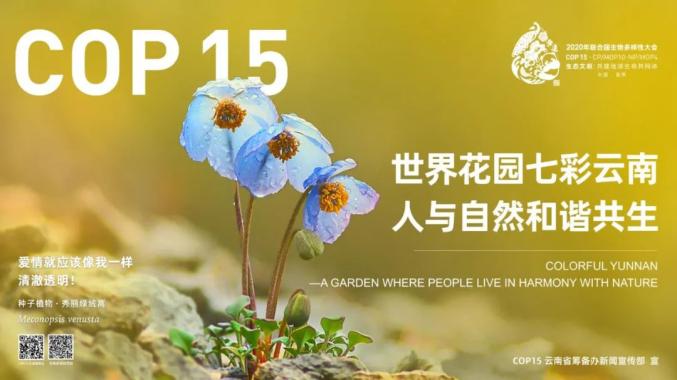 【迎接cop15】这些藏在昆明街头的"小可爱",你遇到了吗?