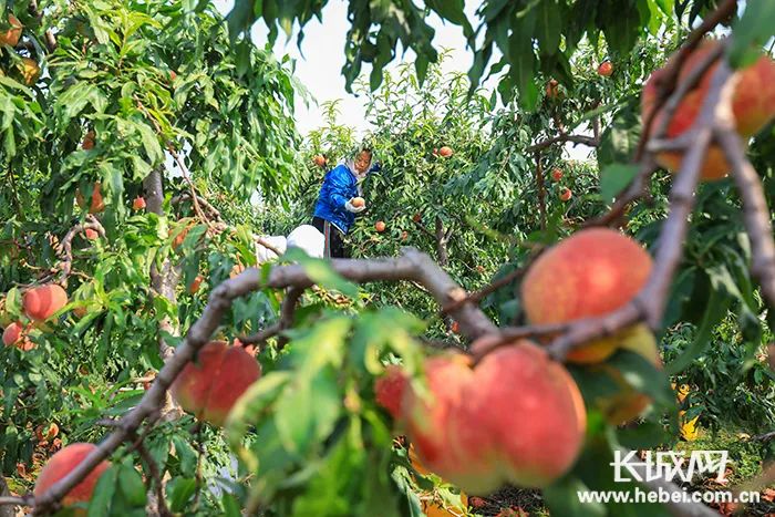 滦南县胡各庄镇沈营村农民在采摘"大红冠"品系鲜桃.张永新 摄