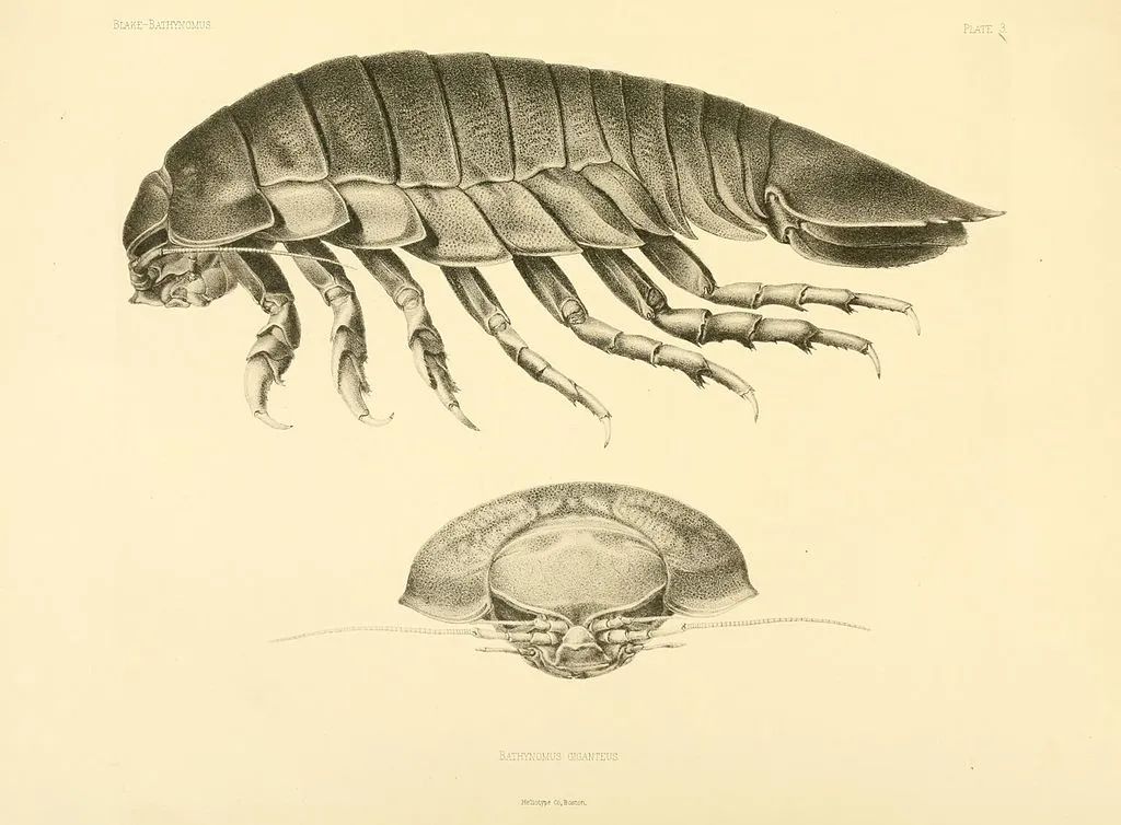 大王具足虫的科学插图 | biodiversity heritage library / flickr