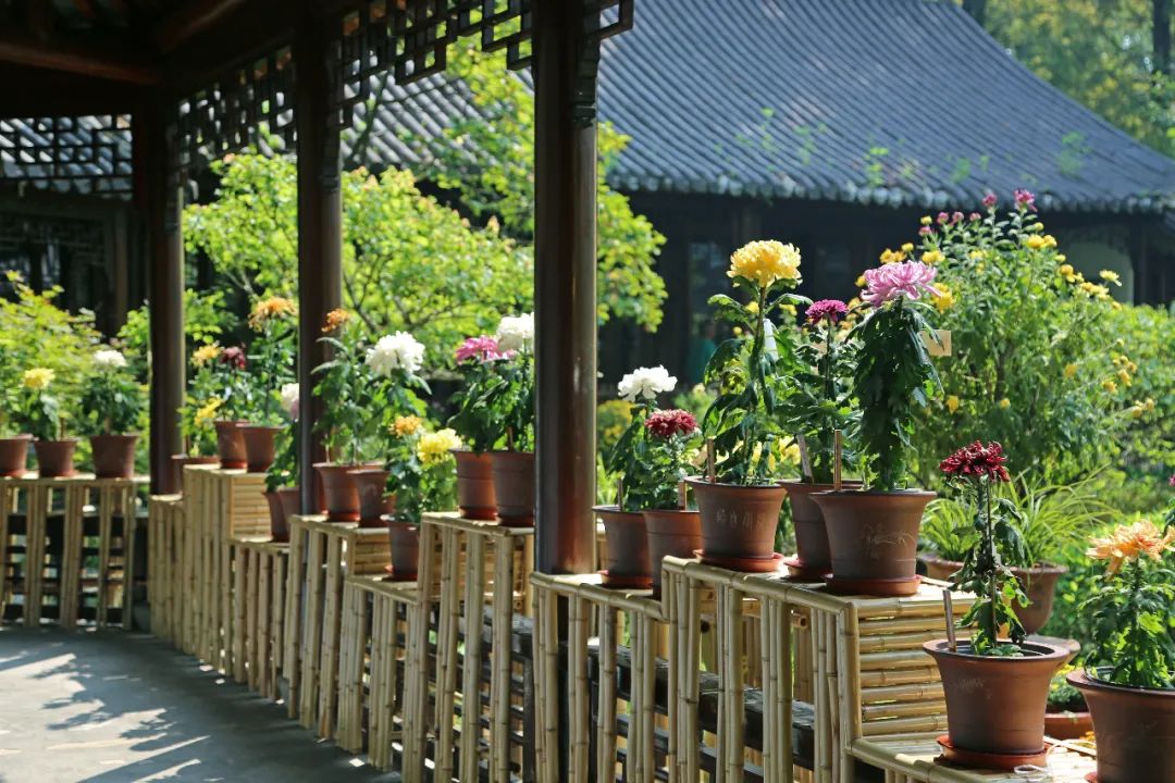 百种精品菊花亮相2021上海植物园秋季花展