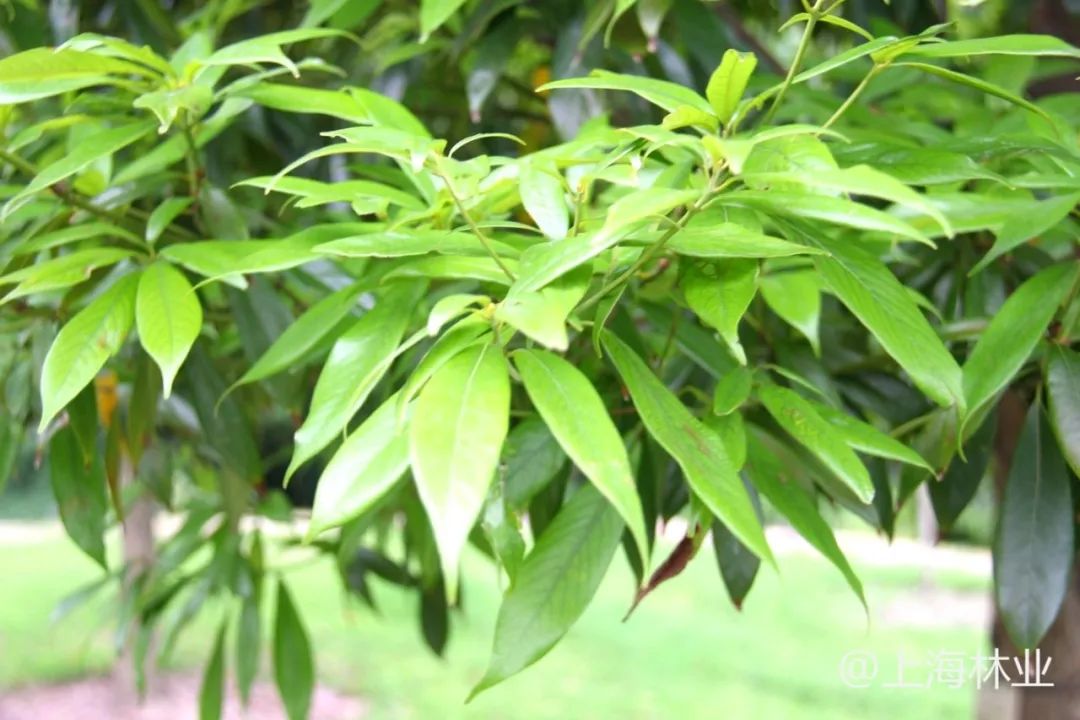珍贵树种上海地区珍贵树种之常绿阔叶篇下