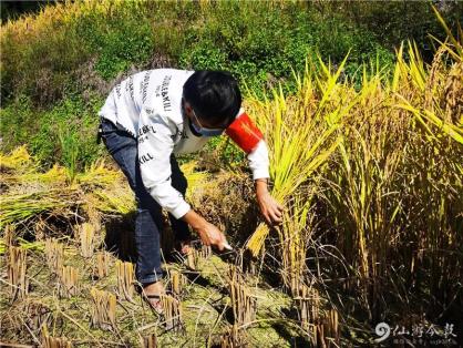 仙游大山里一百多人帮忙收割水稻