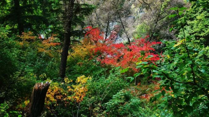 国庆出游榆中兴隆山景区邀您登山赏红叶