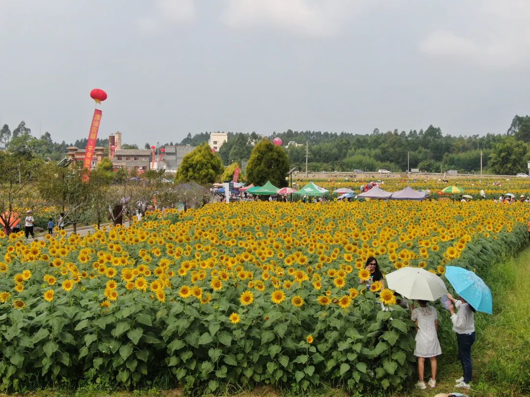 来宾市人大常委会主任韦平出席2021年武宣县金葵花文化旅游节活动