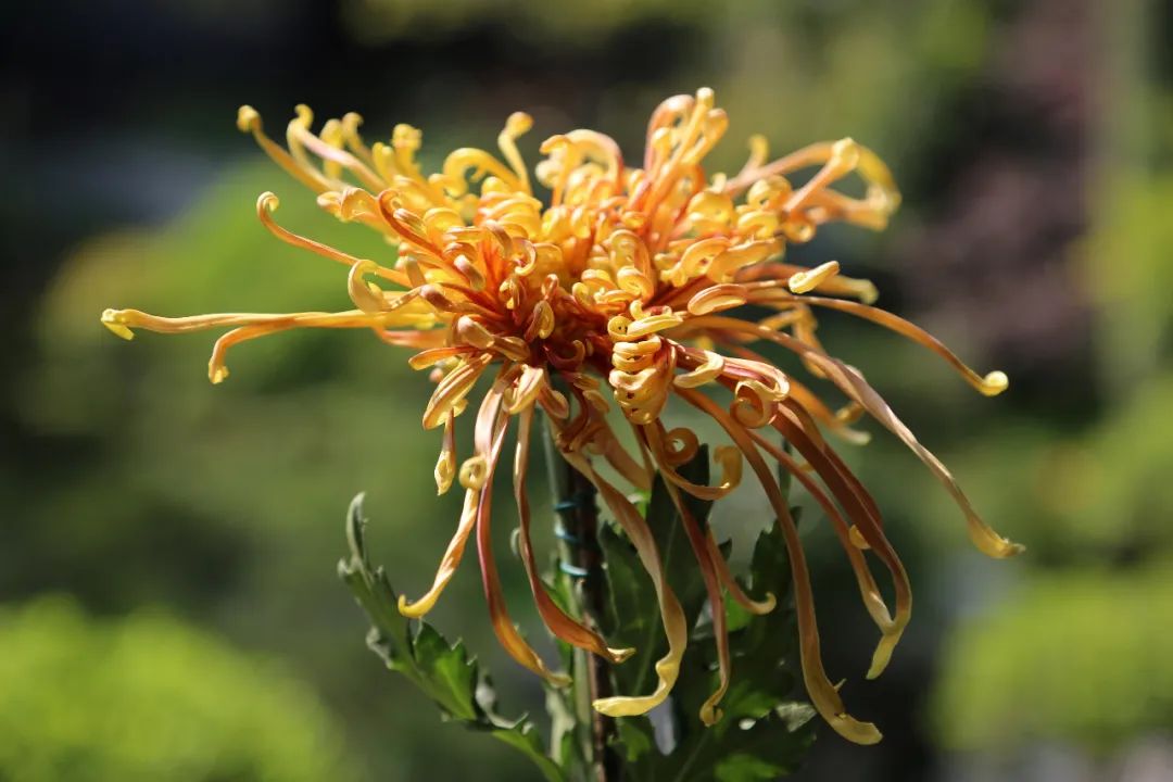 2021上海植物园秋季花展菊花精品展导赏