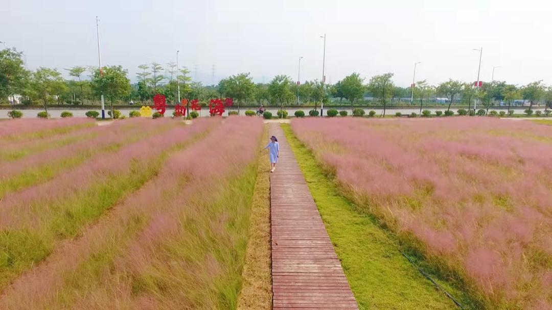 三水浪漫花海来啦!在这里拍照,朋友圈国庆赛赢定了
