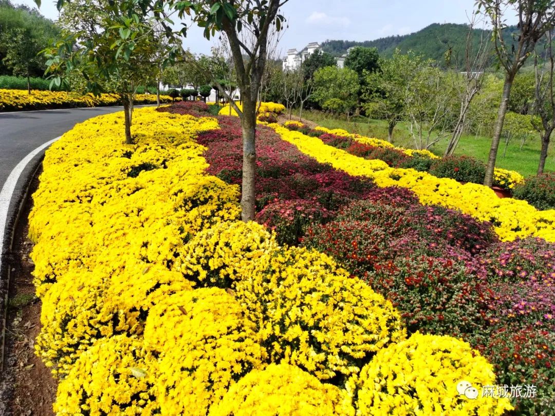 菊花山 澎拜新闻