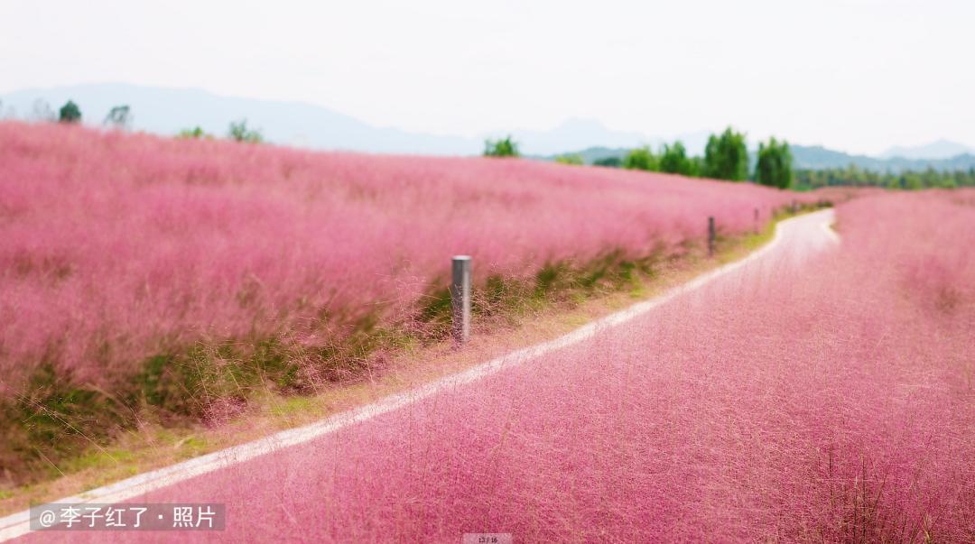 主城区网红粉黛乱子草花海迎来观赏期池州人约起来