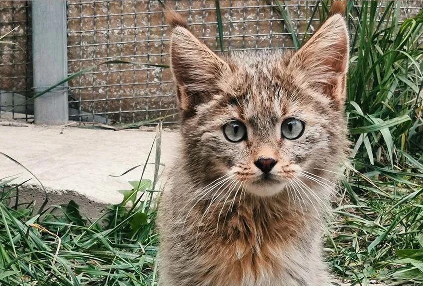 荒漠猫幼崽.西宁野生动物园供图