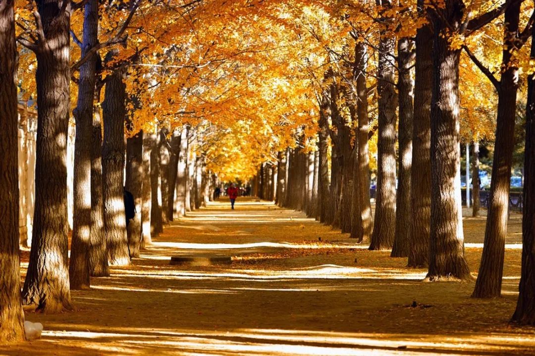 北京的秋天从早到晚有哪些风景