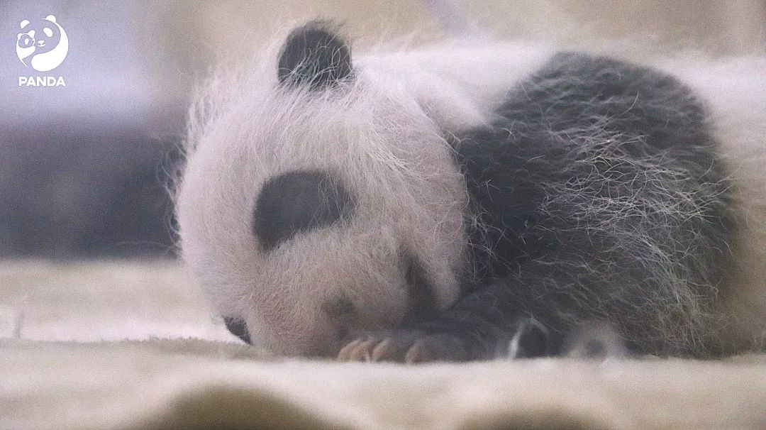 从濒危到易危成都为大熊猫降级做了什么