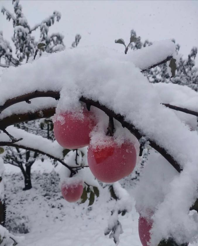 天水甘南雪景 摄影 韦德占甘南:唯美雪景图今日上线甘南雪景夏河与雪