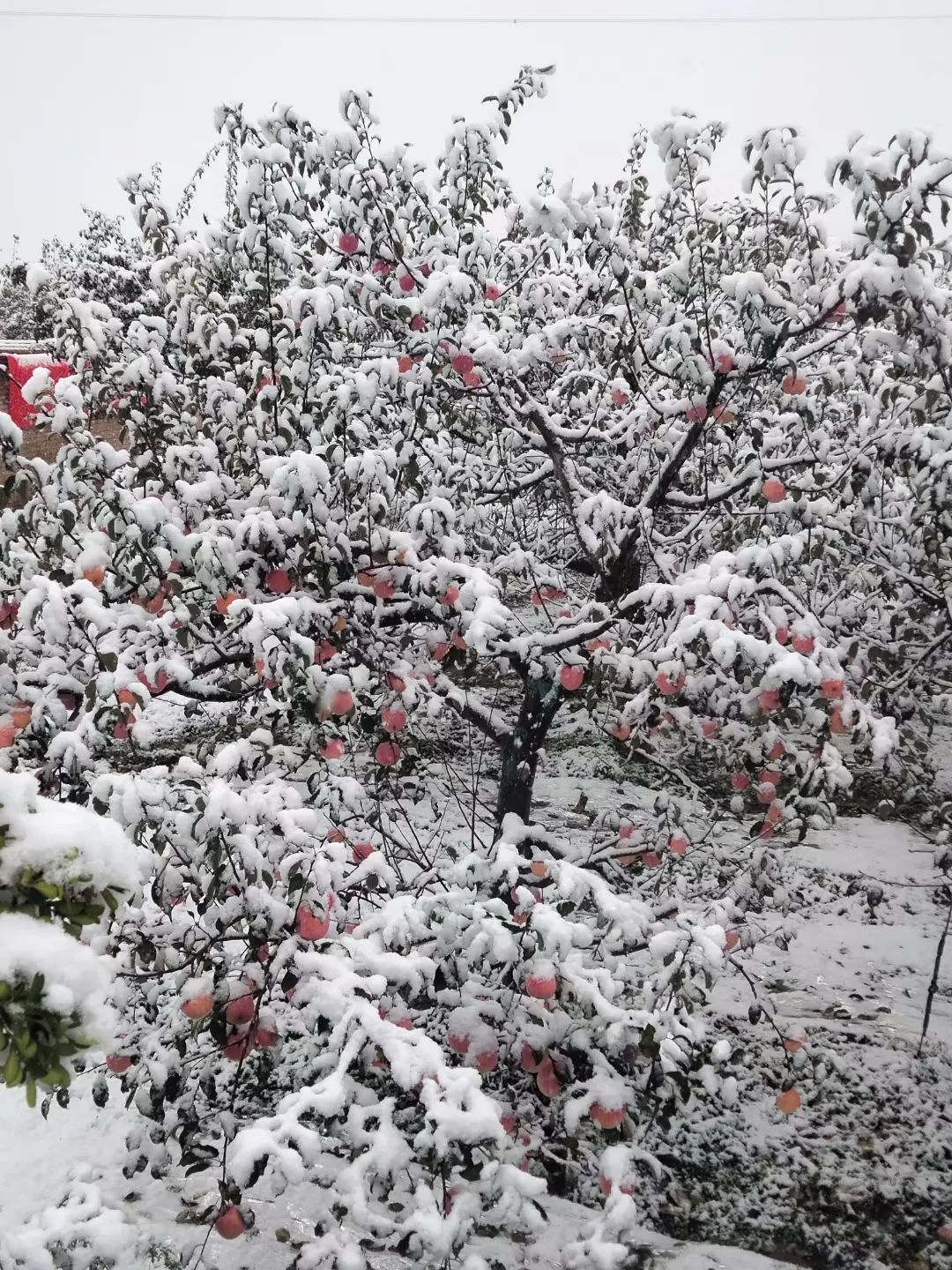 庆阳下雪啦