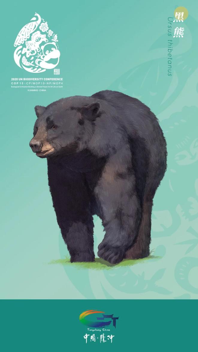 cop15看腾冲丨超美高黎贡山生物手绘献礼cop15大会