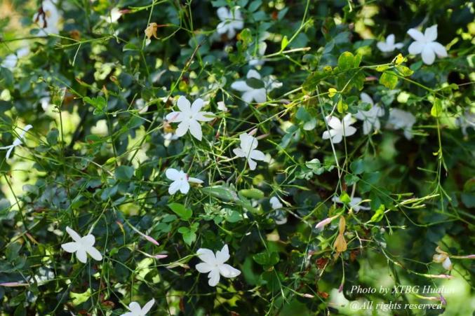 86. 素馨花/大花素馨 jasminum grandiflorum,木犀科,藤本园,国花园