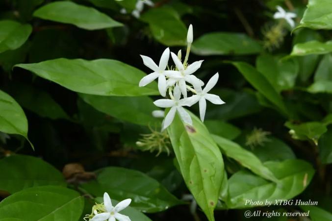 88. 白萼素馨 jasminum albicalyx,木樨科,藤本园