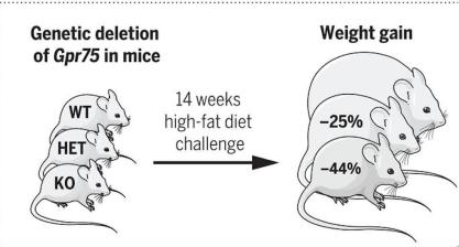 gpr75基因敲除小鼠与wt小鼠体重增长的变化说完了吃不胖的编码变异