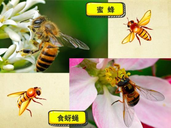 澎湃号>上海杨浦> 其实也挺简单的,蜜蜂有两对翅膀,食蚜蝇只有一对