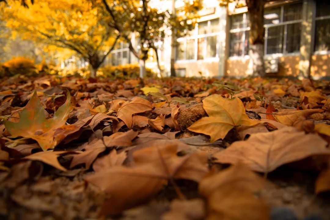 壁纸级校园秋景送给你 愿你更加热爱学校的秋天