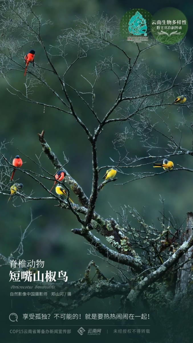 【云南生物多样性数字化百科图谱】短嘴山椒鸟:享受孤独?不可能的!