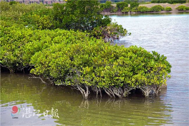 澎湃号>湛江日报> 接下来,湛江红树林自然保护区将进一步进行生态修复