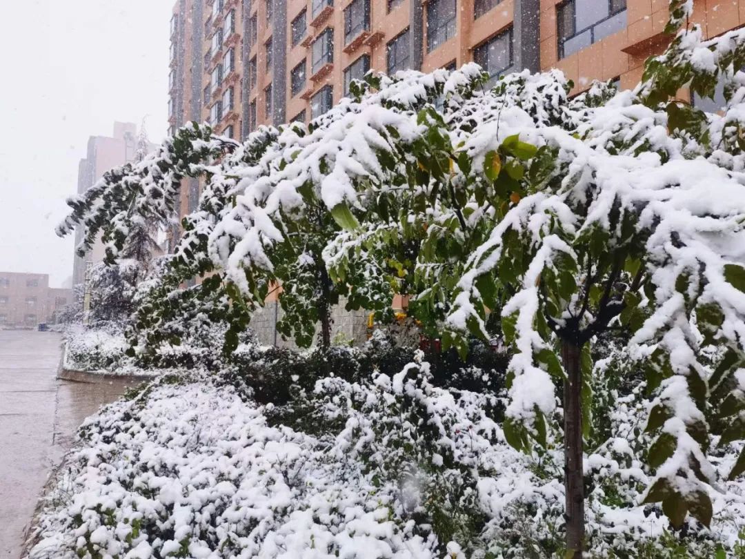 庆阳,下雪啦!