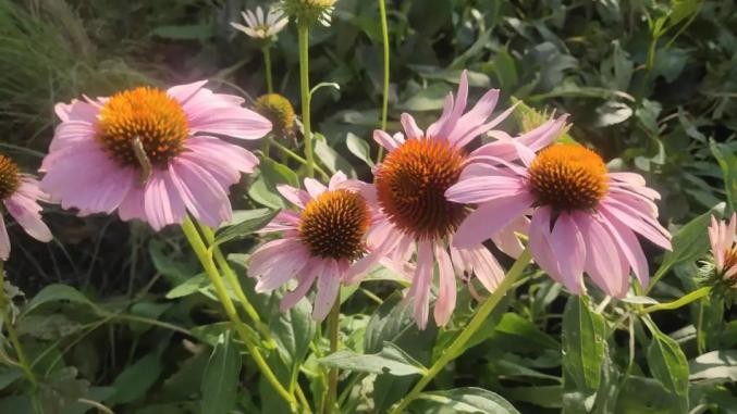 向日葵也是菊科植物,没想到吧~重阳节,一起来公园赏"菊"吧~来源:@绿色