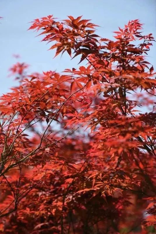 图源:广州市帽峰山景区 当秋分一过 帽峰山上的红叶 便发新芽竞逐枝头