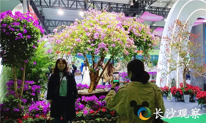 多图丨一睹为快2021年省花木博览会的花花世界