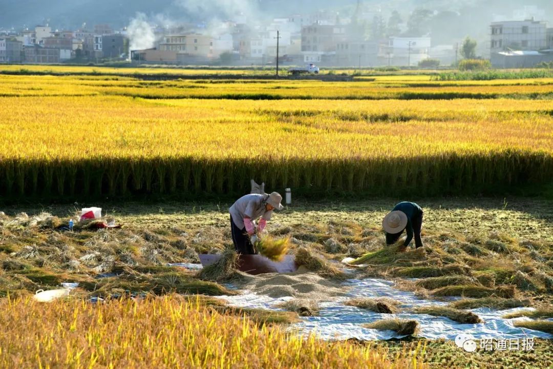看昭通秋收图好一派丰景