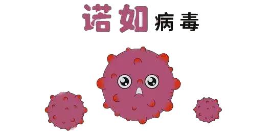 诺如病毒,又称诺瓦克病毒(norwalk viruses nov,是引起成人和儿童