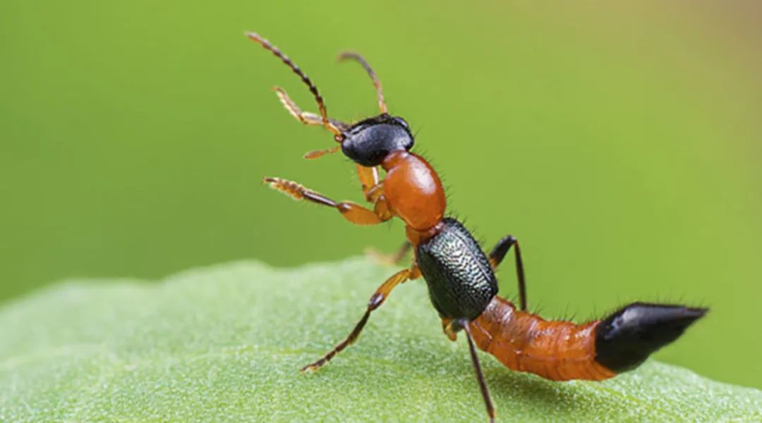 毒隐翅虫身体各段均含有毒素,当其停留于皮肤上受压或被拍打,压碎时