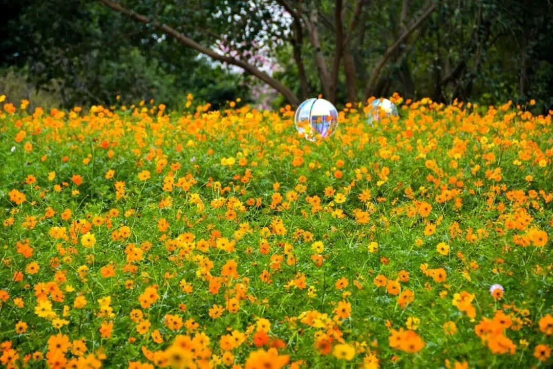 柳州这里竟藏着5000㎡花海,太好看了!