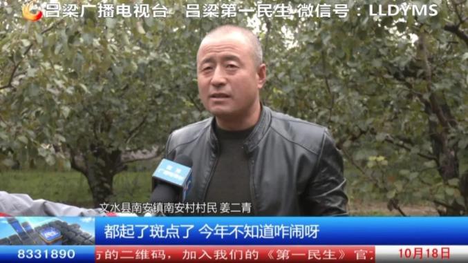 文水县南安镇南安村村民 姜二青:下雨过后梨都在水里面漂着了,人们谁