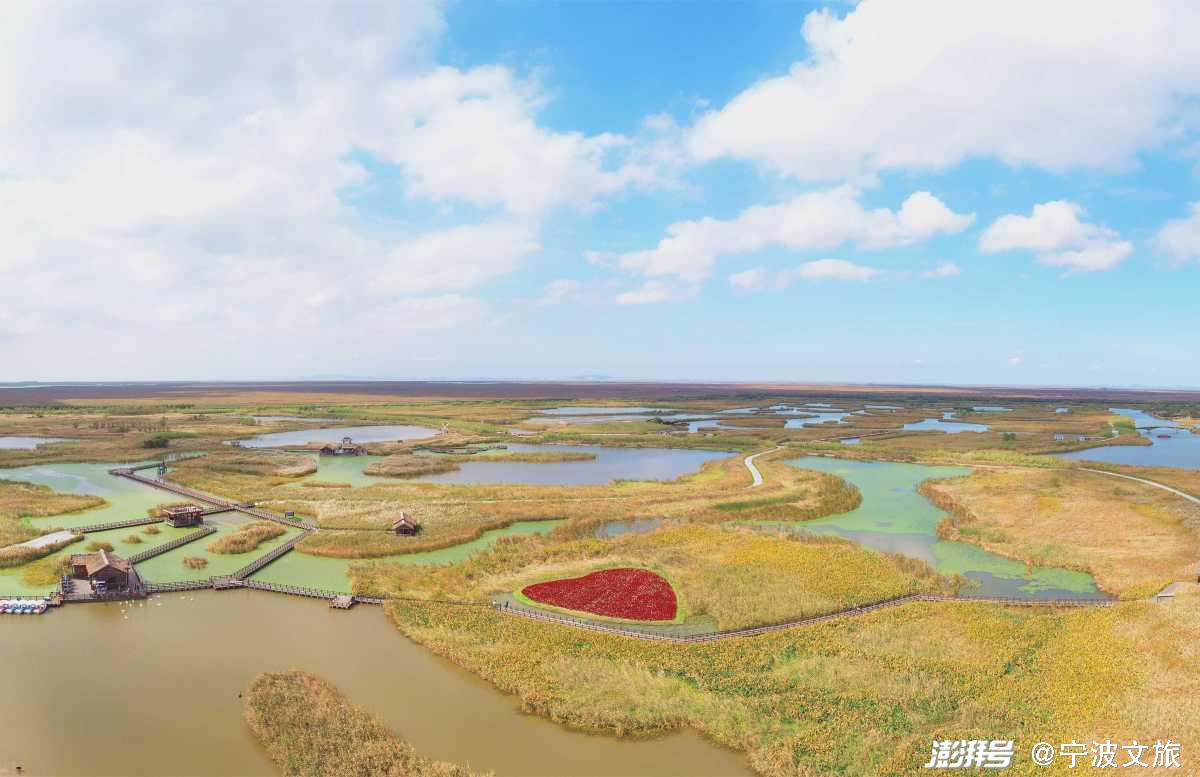 杭州湾国家湿地公园千顷芦花开了